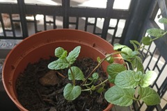 Vente: Menthe biologique 