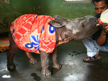 Looking for volunteers: Social Media Manager for Medical & Special needs sanctuary