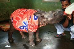 Looking for volunteers: Social Media Manager for Medical & Special needs sanctuary