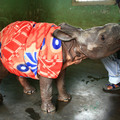 Looking for volunteers: Social Media Manager for Medical & Special needs sanctuary