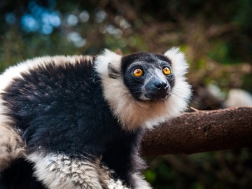 Multi-day Packages: 21-Day Madagascar Discovery
