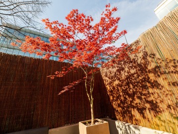 Sales: Vends ou Échange Érable du Japon Grand Arbre