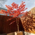 Vente: Vends ou Échange Érable du Japon Grand Arbre