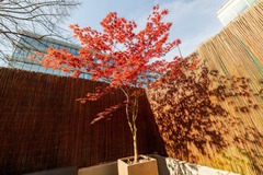 Echange: Vends ou Échange Érable du Japon Grand Arbre