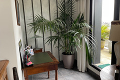 Vente: KENTIA