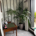 Vente: KENTIA