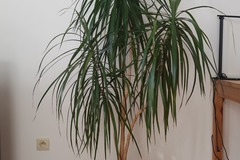 Vente: Draceana marginata 