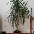 Vente: Draceana marginata 