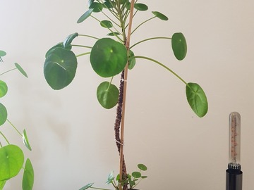 Sales: Piléa peperomioides