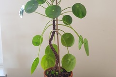 Vente: Piléa peperomioides