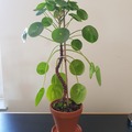 Vente: Piléa peperomioides