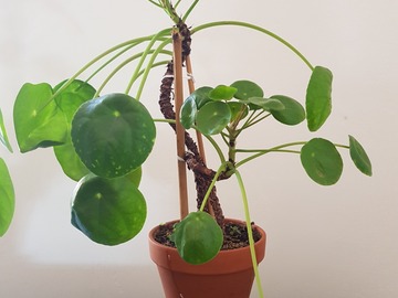 Sales: Piléa peperomioides