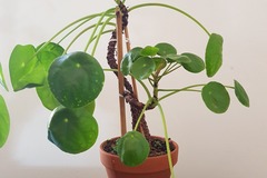 Vente: Piléa peperomioides