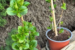 Vente: Pied Hortensias
