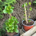 Vente: Pied Hortensias