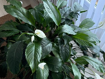 Sales: spathiphyllum-fleur de lune
