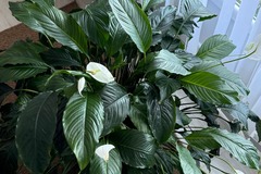 Vente: spathiphyllum-fleur de lune