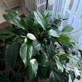 Vente: spathiphyllum-fleur de lune