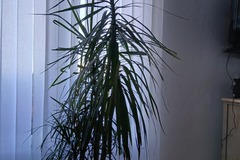 Vente: Dracaena marginata