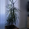 Vente: Dracaena marginata