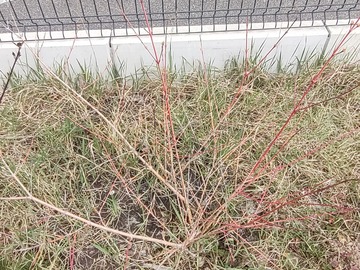 Don: Don arbustes (cornus)
