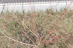 Giving away: Don arbustes (cornus)