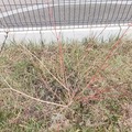Giving away: Don arbustes (cornus)