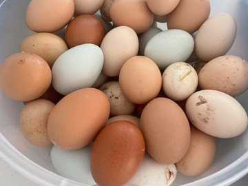 Selling with online payment: Farm Fresh Fertilized Eggs 