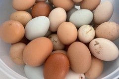 Selling with online payment: Farm Fresh Fertilized Eggs 