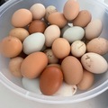 Selling with online payment: Farm Fresh Fertilized Eggs 