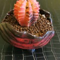 Sales: superbes cactus gymnocalycium 