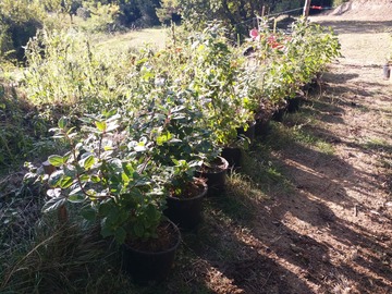 Vente: laurier tin