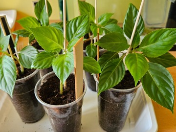 Vente: Impatiens Goutte de Sang 