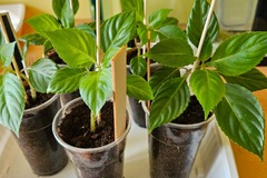 Sales: Impatiens Goutte de Sang 