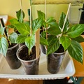 Sales: Impatiens Goutte de Sang 