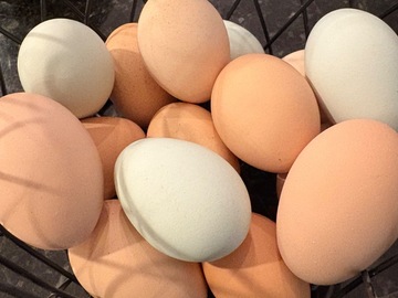 Selling with online payment: Fresh Free Range Chicken Eggs