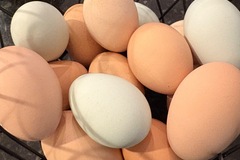 Selling with online payment: Fresh Free Range Chicken Eggs