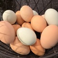 Selling with online payment: Fresh Free Range Chicken Eggs
