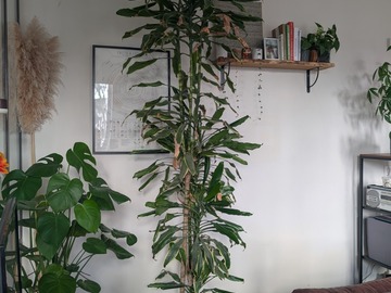 Vente: Dracaena Fragrans Cintho