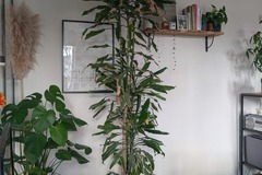 Sales: Dracaena Fragrans Cintho