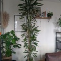 Sales: Dracaena Fragrans Cintho