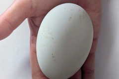 Selling with In-person Payment: Goose Eggs 