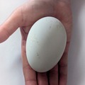 Selling with In-person Payment: Goose Eggs 