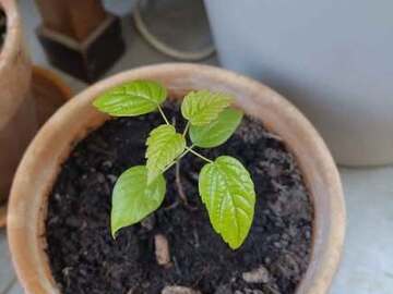 Vente: Jeune arbre tilleul