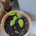 Sales: Jeune arbre tilleul