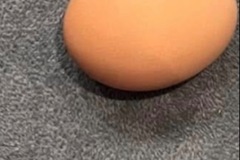 Selling with online payment: Fresh eggs everyday!