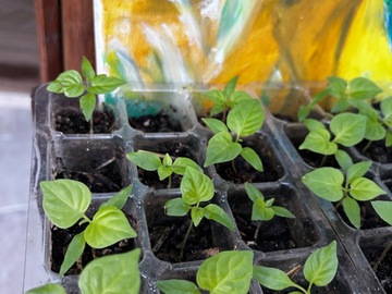Vente: Piment Habanero / Bonda Manjak