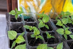 Sales: Piment Habanero / Bonda Manjak