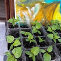 Sales: Piment Habanero / Bonda Manjak