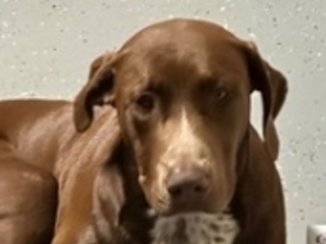   : Found Dog